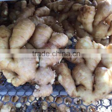 2015 New Crop Ginger Manufacture