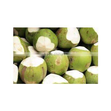 Fresh Indian Coconut in Semi Husked photo-3