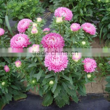 New Hybrid Aster seeds Callistephus chinensis Flowers Seeds For Cultivating