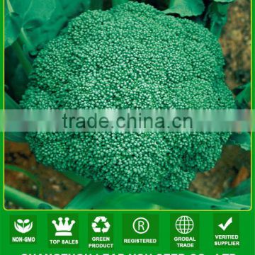 ABR011 Lvjian 60 days hybrid vegetable seeds of broccoli seeds