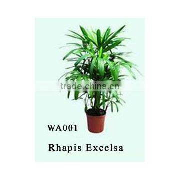 Rhapis Excelsa