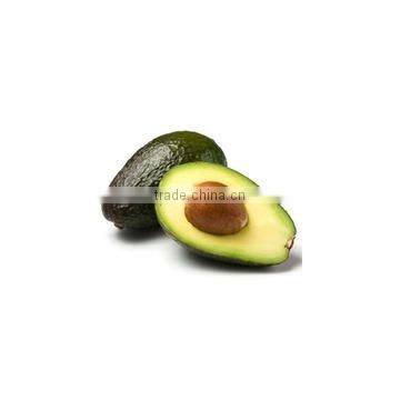 High Quality Olive Oil Machinery / Plush Toy Avocado Small Home Use Prickly Pear Seed Oil Extraction Machine