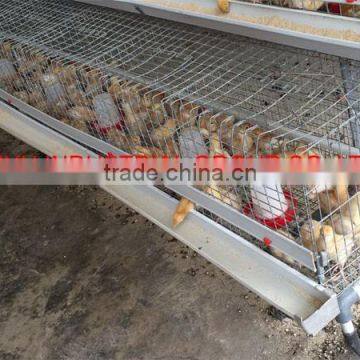 TAIYU Poultry Baby Chick From One Day Old To Adult