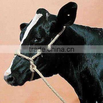 halter for horse cow