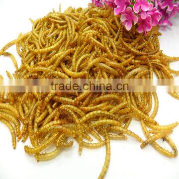 Dried Mealworms With Best Quality and Reseasonable Price photo-2