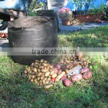 Potato Planter