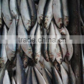 Superior Quality Sardine for Bait on Sale photo-3