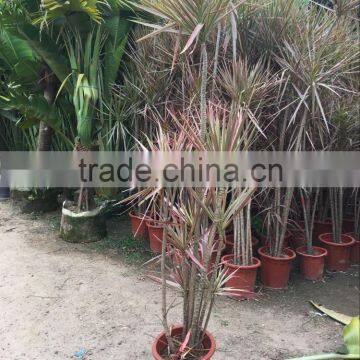 Dracaena Marginata (Madagascar Dragon Tree, Red Edge Dracaena) photo-3