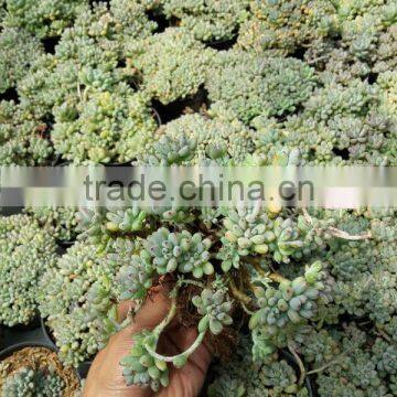 Graptopetalum Pachyphyllum Bluebean / Succulent Echeveria Blackberry photo-2