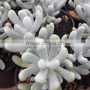 echeveria decorative plants echeveria, succulent plants, tropical plants