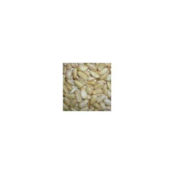 Sell Pine Nut Kernel