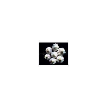 sell fresh normal white garlic