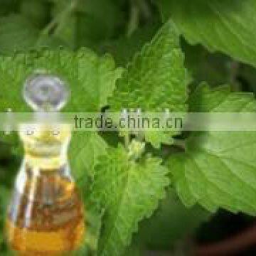 Natural and Pure Nepeta Cataria Essential Oil/ Extract Oil in Bulk photo-5