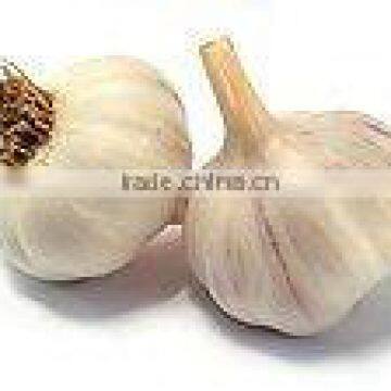 Chinese New Crop Fresh Garlic