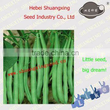 Good vegetable seeds SX Kidney Bean Seeds No.1411