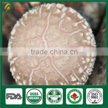 China Supplier High Quality Organic Greenhouse Fresh and Dried Shiitake Mushroom