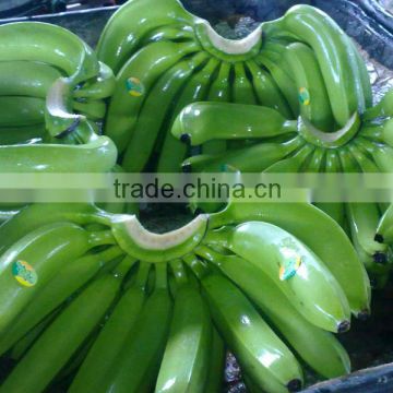 Fresh Class A Green Cavendish Bananas