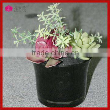 Desert Plants with Pot Artificial Succulents Wholesale