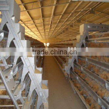 A Frame Broiler Raising Equipment