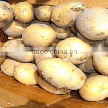 Fresh Potato from Bangladesh