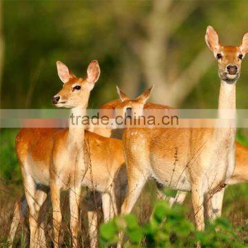 Beer Cheap Farm Slaughter House Equipment Slaughter Farm Equipments Cattle Slaughter Equipment