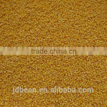 Organic Hulled Glutinous Yellow Millet for Vacuum Packing and Bulk photo-3