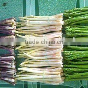 FRESH ASPARAGUS