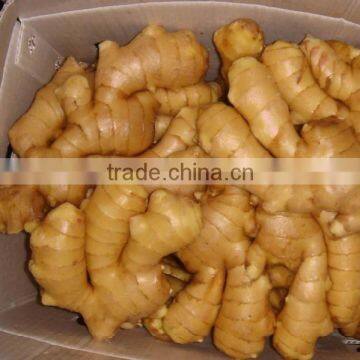 Fresh Yellow Ginger in mesh bags