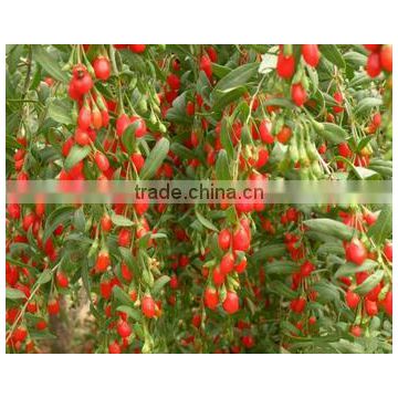 What are goji berries? Greeting from the hometown of the goji berries Ningxia goji growing base We have all goji products