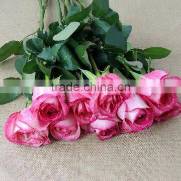 High grade fresh cut flowers rose wholesale from flower planting base