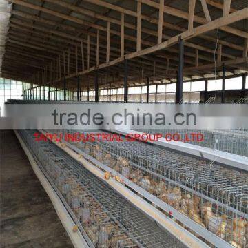 TAIYU Chicken Egg Breeder From One Day Old To Adult