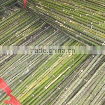 Plant Support Raw Bamboo Cane Sticks