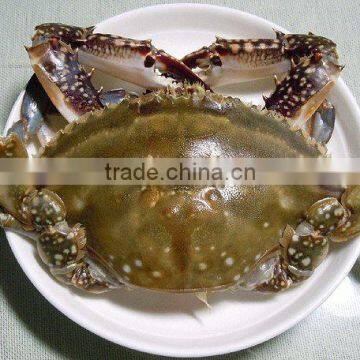 well selling best quality crab claws