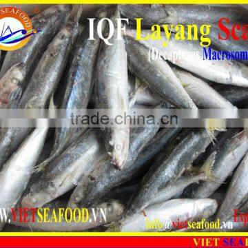 IQF LAYANG SCAD WHOLE ROUND photo-4