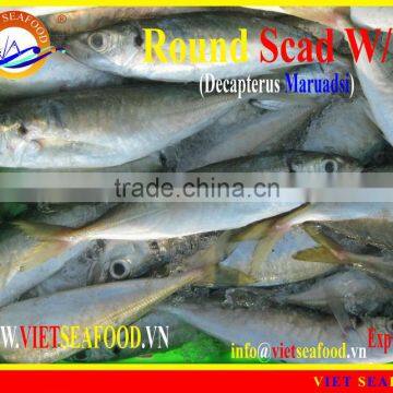 FROZEN ROUND SCAD WHOLE ROUND photo-3