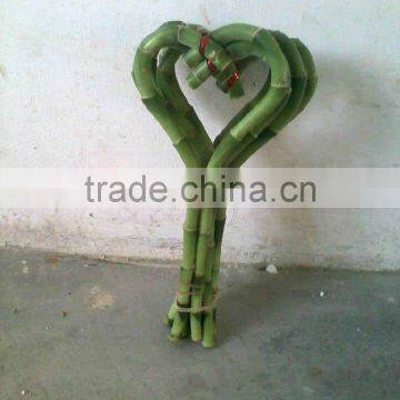 Lucky bamboo heart shape