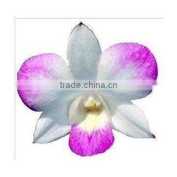 Thailand Top Quality D-003 Dendrobium Young Star Orchid