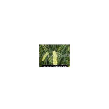 Barley