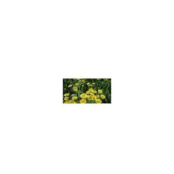 sell Elecampane Flower Extract