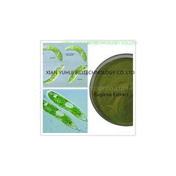 Euglena powder, Euglena Extract,Euglena viridis Ehrenb extract, Euglenaceae extract