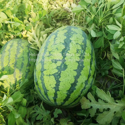 Emperor Chinese High Quality Hybrid Watermelon Seeds for Growing photo-2