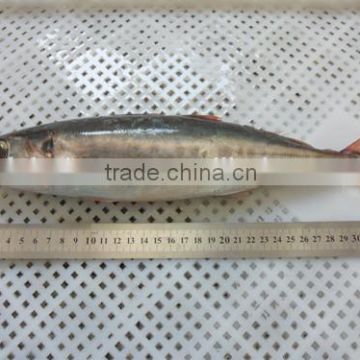 Frozen Seafood Red Tail Horse Mackerel Fish To Supply