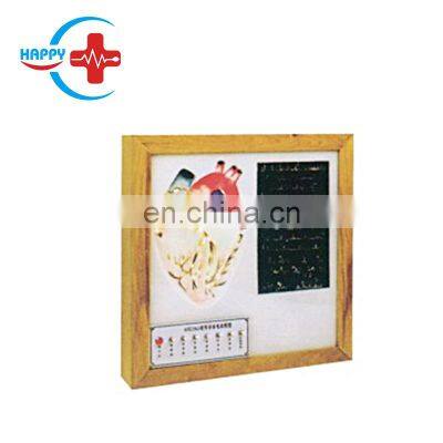 HC-S281 High quality Human plastic Cardiac conduction system model/Human Heart Model