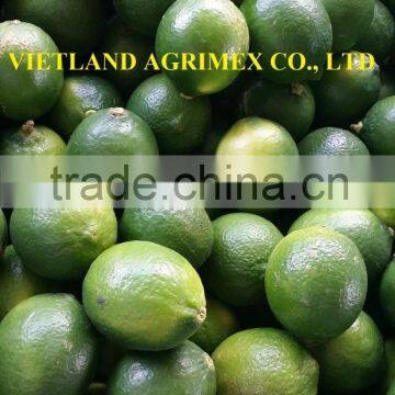 CHEAP PRICE OF FRESH GREEN LIME HIGH QUALITY FROM VIETNAM