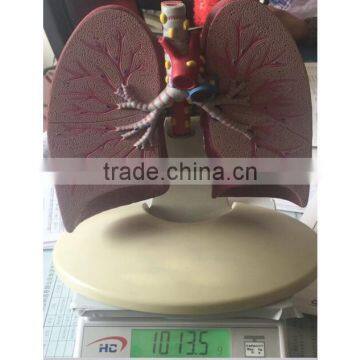 Simulation Model for Medical Research and Students Learning photo-2