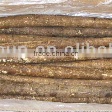 fresh burdock root china supplier