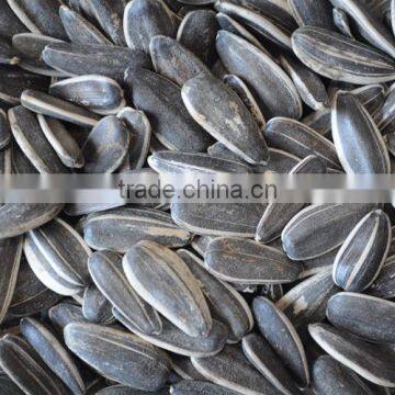 High quality for Sunflower Seeds5009/363