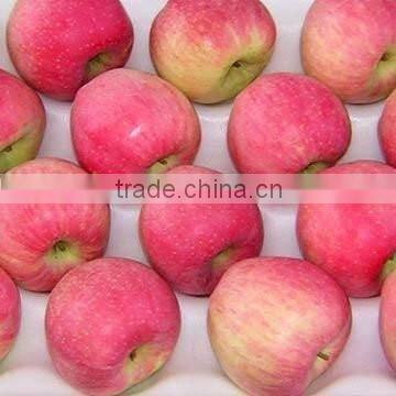 Supply Fresh apple qinguan apple for hot sale