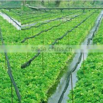 Wasabi Price Reasonable photo-2