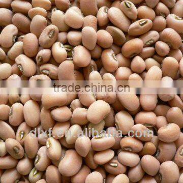 pink cowpea